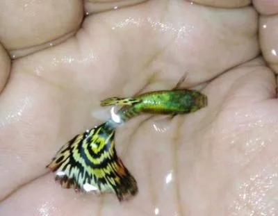 Green cobra guppy pair