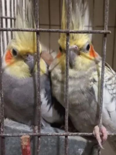 Bird sell