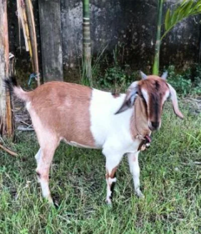একটি ছাগি বিক্রি হবে
