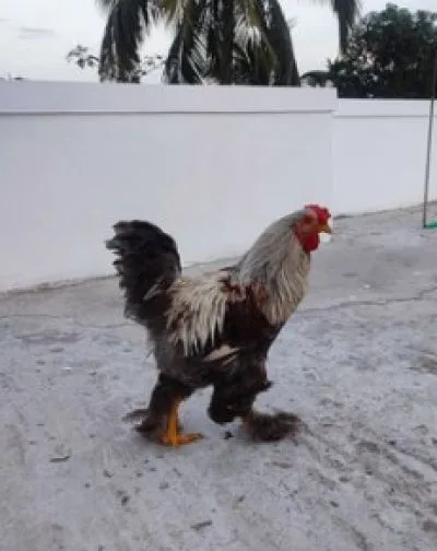ব্রাহমা মুরগী