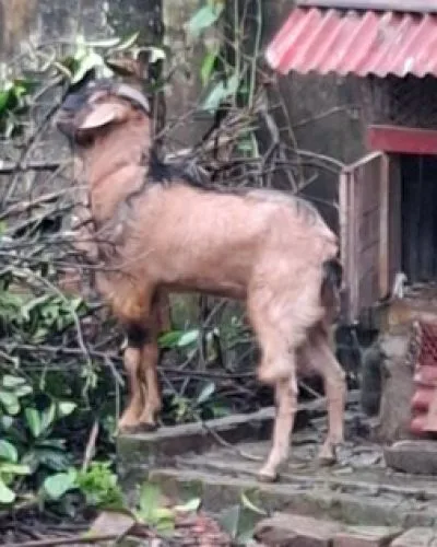 Goat for sell