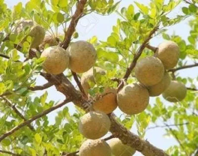 কতবেল
