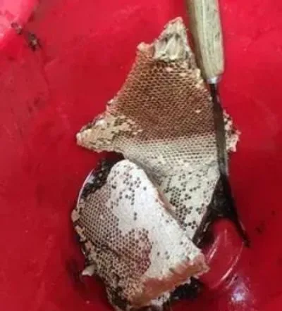 প্রাকৃতিক চাকের মধু বিক্রি হবে