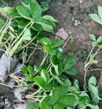 স্ট্রবেরী চারা
