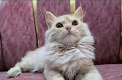High Quality ManieCoon Mix Kittens