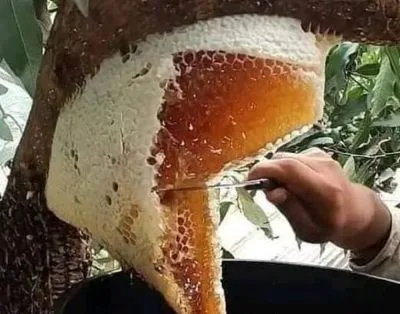 অরিজিনাল মধু
