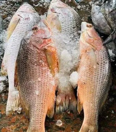 অরিজিনাল সাগরের লাল কোরাল মাছ