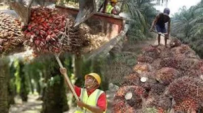 মালয়েশিয়াতে প্লান্টেশন কর্মী নিয়োগ।
