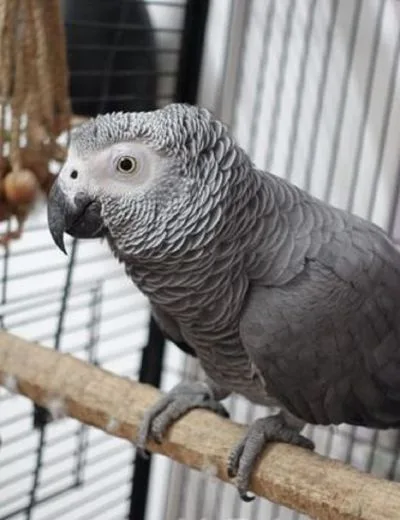 African Gray Parrot