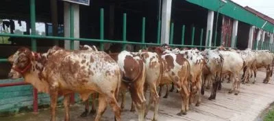 ১০টি এড়ে বাছুর পোষার জন্য লটে কিনুন ।