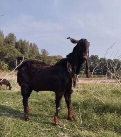 ছাগল বিক্রয়