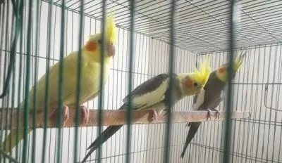 Grey lutino Cockatiel bird গ্রে লুটিনো কোকাটিল পাখি