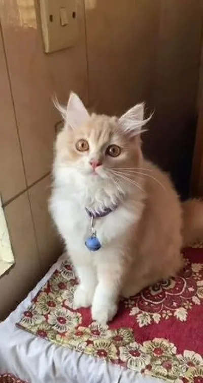Traditional Persian 4 months kitten (doll face)