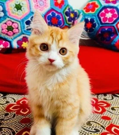 Traditional Persian