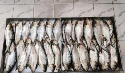 চাঁদপুরের লোকাল ইলিশ