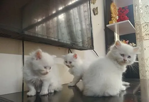 অরিজিনাল পার্সিয়ান ক্যাটের বাচ্চা