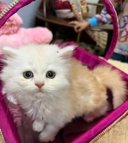 traditional persian kitten