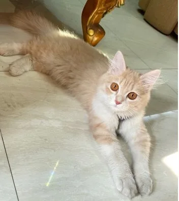Persian Cat female 5 month