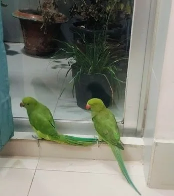 টিয়া পাখি বিক্রি করা হবে।