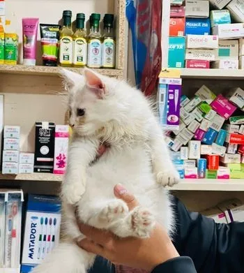 Persian Cat Fawn Colour পার্শিয়ান বিড়াল