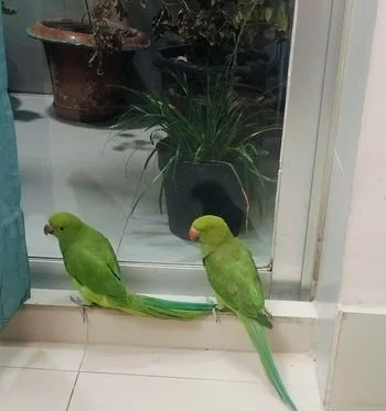 জোড়া টিয়া পাখি বিক্রি করা হবে।
