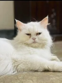 Pure Persian Female