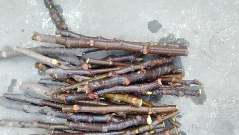 ডুমুর (তীন) (fig)