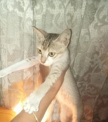 Cat for sell