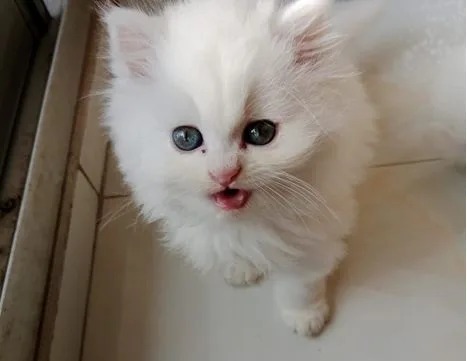 Cat for sell