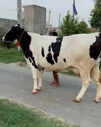 বকনা উন্নত জাতের । (২৮১৪নং)