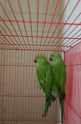 Indian ringneck