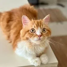 Persian Male Kitten