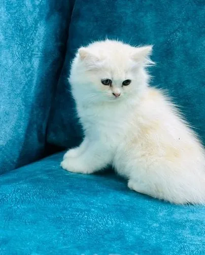 Traditional Persian
