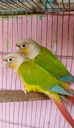 কনুর bird