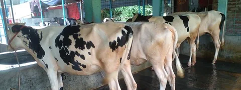 ২৭৭০ নং কৃত ৪টি বকনা বিক্রয় একসাথে ।