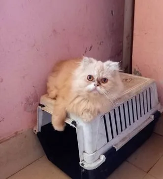 Super quality Scottish halfhold adult female cat