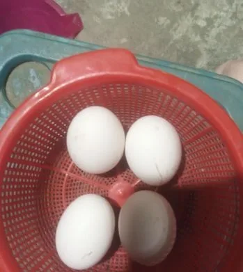 ফাওমি মুরগির বিজ ডিম