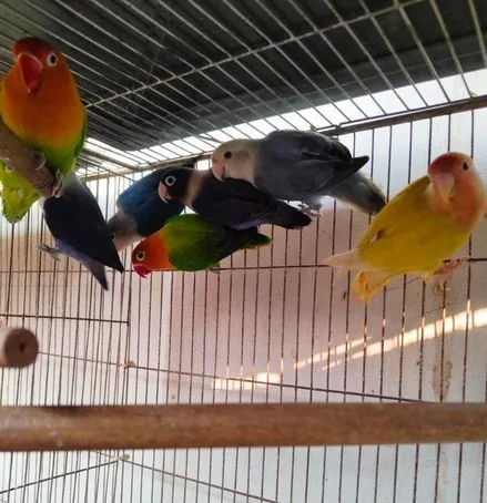 Lovebirds for Sale
