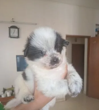 German Spitz Male & Female Puppy