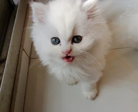 Cat for sell