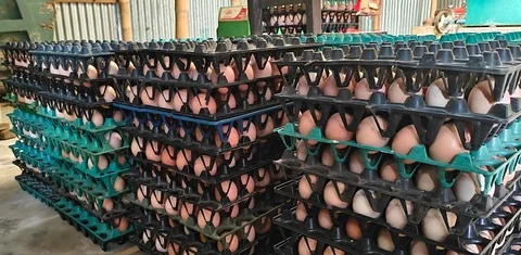 Big Egg