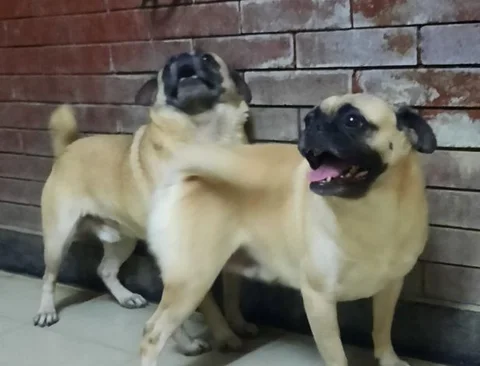 Pug dog