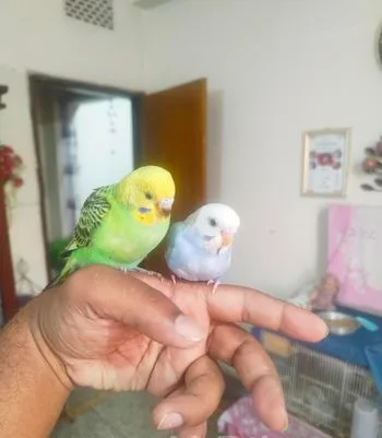 বাজিগর পাখী