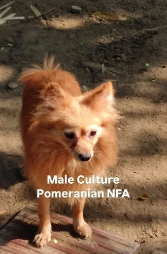 Male Pomeranian