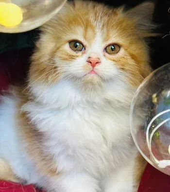Taditional Persian cat