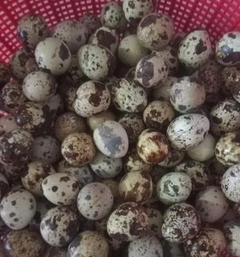 কোয়েল পাখির ডিম