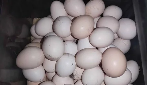 দেশি মুরগী ডিম
