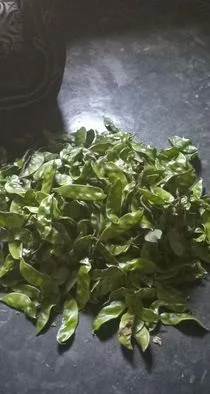 আমার গাছের শিম