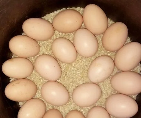 ফাইটার মুরগির ডিম