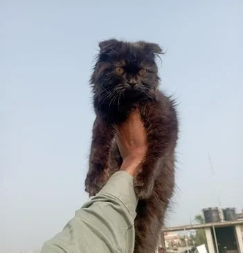 Parsian cat